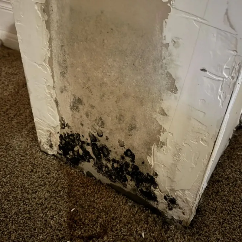 Professional Mold Removal in Pittsburg, TX
